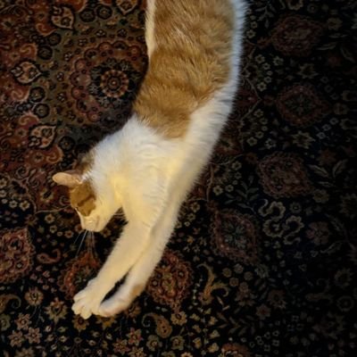 skepticalclone's profile picture. 