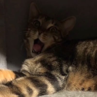 zeropointfeald's profile picture. ビジネスとか自己啓発とかスピリチュアルとか猫とか宇宙とか自然とか量子力学とか健康管理全般全てが趣味です。