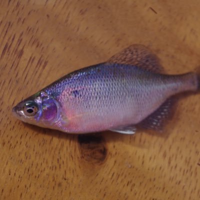 arapima_gigas's profile picture. 🎣と📷日本中で魚撮ってます/川と海を行き来する魚と川に残った魚達が好きです。/出会った魚達の記録など。Huerco cas 2025