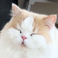 たかしの丸焼き(´・ω・)っ🍖 (@sukattotakashi) 's Twitter Profile