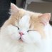 たかしの丸焼き(´・ω・)っ🍖 (@sukattotakashi) Twitter profile photo たかしの丸焼き(´・ω・)っ🍖 (@sukattotakashi) Twitter profile photo