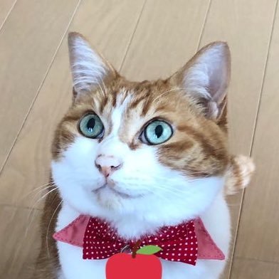 ひーにゃん様 ひーにゃん (@hiinyan113) / Posts / X