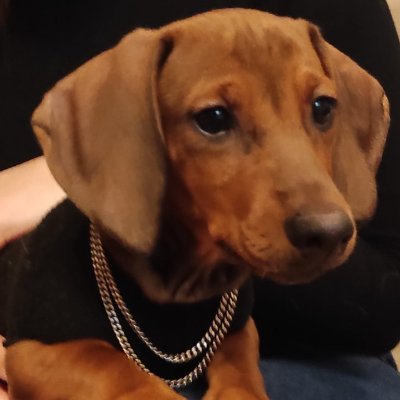 HupTick's profile picture. 