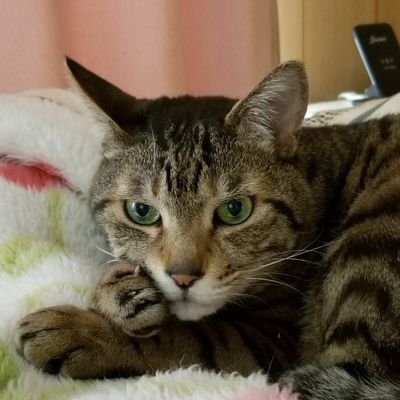 #三代純歌は週刊誌捏造記事の被害者/
コンストラクションミュージック所属/#三代純歌マネージャー/音響照明撮影/YouTube動画編集製作/高知県出身/東京埼玉岡山香川愛媛居住経験あり/面白画像収集癖あり
相互フォロー希望