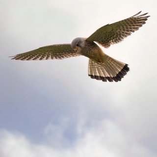 Bants15481's profile picture. Brit / Reform. Bots and Accounts with random women in = BLOCK. Will usually follow back