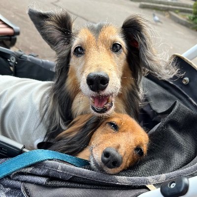 kohaku0719's profile picture. おひとりさま+お犬様ズで旅行するために生きています 基本公共交通機関移動 ぽんた：2008年6月10日生→2025年11月23日🌈、17歳5ヶ月、シェルティに見えるDHM×JRT こはく：2017年7月19日生8歳、繁殖引退犬、超内弁慶でお散歩苦手なDHK、3.36kgダイエット成功✨