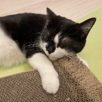 のんべえ (@_scottishfold23) 's Twitter Profile