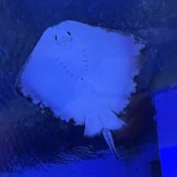 アリに群がるアリクイ (@arinimuragaru) 's Twitter Profile Photo アリに群がるアリクイ (@arinimuragaru) 's Twitter Profile Photo