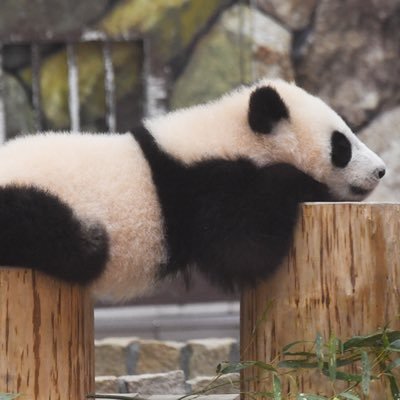関西在住の35↑大人MOAです🐰🦊🧸🐿️🐧 2024年秋からの赤ちゃんMOA👶🏻 ヒュニンペン🐧よりのオルペンにいつのまにかなってました❤️