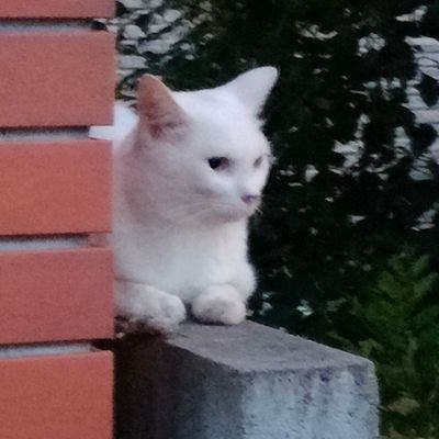 PAWMPAWM_jp's profile picture. AIKA(아이카) ♀｜オルペン｜ 🇯🇵🍎