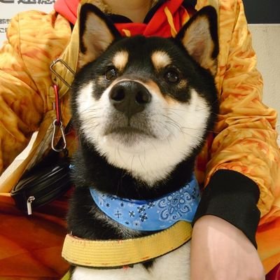 ぽてと🐩🐢🐈‍⬛🌿さんのプロフィール画像