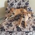Lucy, Koby and when she is allowed their Mum (@lucyimga) Twitter profile photo Lucy, Koby and when she is allowed their Mum (@lucyimga) Twitter profile photo