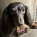 ✝️🇺🇸🐶🐎KentuckyGirl🐎🐶🇺🇸✝️ (@yourkygirl) Twitter profile photo ✝️🇺🇸🐶🐎KentuckyGirl🐎🐶🇺🇸✝️ (@yourkygirl) Twitter profile photo