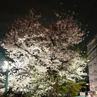 えりんぎ (@kirabonta) 's Twitter Profile