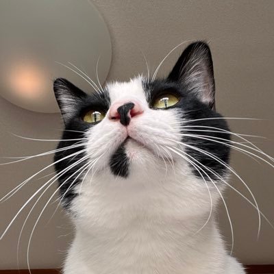 琴雪 (@24aaaKoyuki) / Posts / X