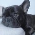 Frenchies Vibe (@frenchiesvibe) Twitter profile photo Frenchies Vibe (@frenchiesvibe) Twitter profile photo