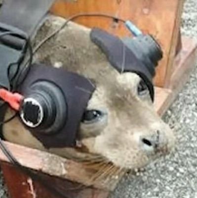 ConfederalMonk's profile picture. 