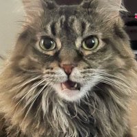 Maddie (@maddieemei) 's Twitter Profile