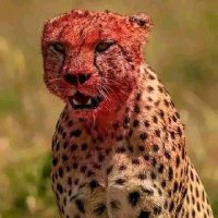 Chibuzor (@chibuzor___001) 's Twitter Profile