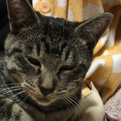 oskosk222's profile picture. 🚢中心雑多取引垢      
別垢では取引経験多数あり️⭕️周辺B済

🌈🕒→@oskosk__ フォロリク️⭕️