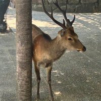 椎奈々(しーなな) (@c_77sotome) 's Twitter Profile Photo 椎奈々(しーなな) (@c_77sotome) 's Twitter Profile Photo