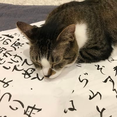 justa9housewife's profile picture. 日本には古今東西様々な問題が山積されているとは言えどこれからの1番重要で最悪の問題が移民問題。現況の浅はかで無計画な移民流入政策には反対。日本保守党党員