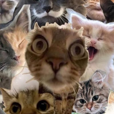 celuandherdream's profile picture. tamat gapyear. #catatancelu