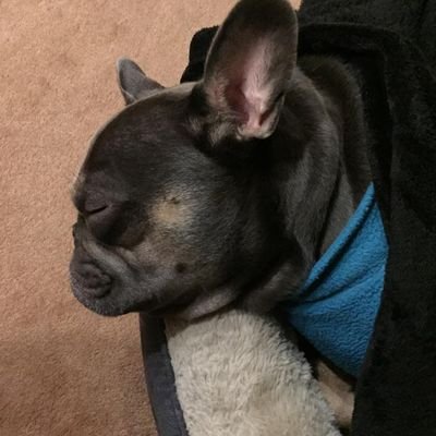 Sarky47733028's profile picture. 