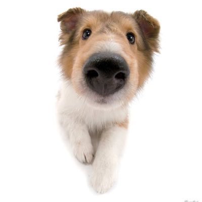 ssukdonut's profile picture. 서바이벌