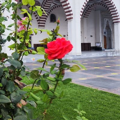 khkegmli's profile picture. KHK lı. ihraç komiser. 6.3.medresei yusufiye
👉Bunca sert bir sınavı da ancak kulun Allah'a duyduğu aşk katlanılır kılabilirdi... Vesselam...