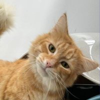 The great Gatsby (@gingergatsby24) 's Twitter Profile Photo The great Gatsby (@gingergatsby24) 's Twitter Profile Photo