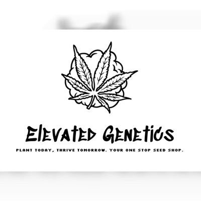 Elevated Genetics offers premium, ethically sourced cannabis seeds, affiliating with the top names in the business. 🌱🍁🍃💨