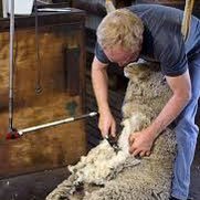 four roads 🇩🇪 Billder 👷🏻 Sheep farmer (1994 all Ireland sheering champion) 🐑 Proud father to the young fella