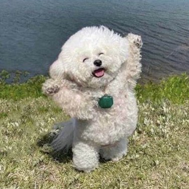 Forgoshdarnedt1's profile picture. Former Partnerships Manager @BingX