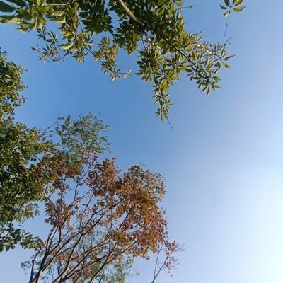 pickpocketzzd's profile picture. 