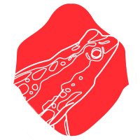 XI Congresso Brasileiro de Herpetologia (@cbherpeto) 's Twitter Profile Photo