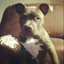 Baloo Jonas Phillips - @BalooJonas - Twitter