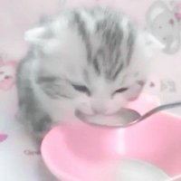 ‧₊ ᵎᵎ 🌸🍥 ⋅ ˚✮ 𝘾𝙧𝙖𝙞𝙜 ᶻ 𝗓 𐰁 .ᐟ (@aalguiennormal) 's Twitter Profile