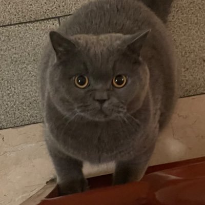 bogdanshub94224's profile picture. Bob
#SomniaNetwork