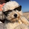 wilfredfansonly's profile picture. The year is 2060