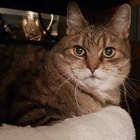 🥀زينب (@carebear1944) 's Twitter Profile Photo 🥀زينب (@carebear1944) 's Twitter Profile Photo
