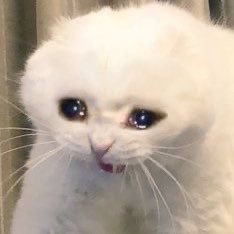 ♡I like the NFT♡27♡ owned NFTs: @SappySealsNFT | @RooTroopNFT | @ThePlagueNFT 🌙 cutie patootie shitposter 💖 pls dont slide in DMs