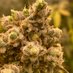 Terpenes_Galore (@kesslheimer) Twitter profile photo Terpenes_Galore (@kesslheimer) Twitter profile photo