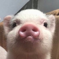 Marple (@myermolina) 's Twitter Profile Photo Marple (@myermolina) 's Twitter Profile Photo