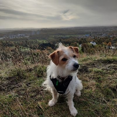 Dog whisperer - bribing dogs for many years with the power of gravy bones