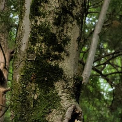 livan95582's profile picture. 