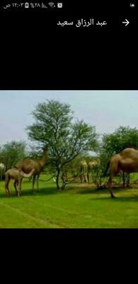 أللهم أرني الحق حقآ وارزقني اتباعه وارني الباطل باطلا وارزقني اجتنابه