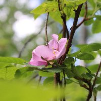 Elene HA (She/Elle) (@audetelene) 's Twitter Profile