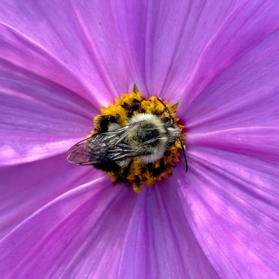 dearmichelles's profile picture. lover of bees and michelle