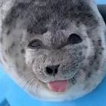 Floppa_MiVida's profile picture. Helo